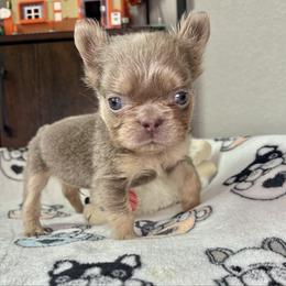 Bruce - Tricolors male French Bulldog puppy in Colorado Springs, Colorado from Sun Mountain Frenchies