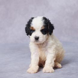 Bo - Tri-color male Cavalier King Charles Spaniel puppy in Apple Creek, Ohio from Grandeur Valley Puppies