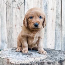 Smoky - orange - Dark golden male Golden Retriever puppy in Greeneville, Tennessee from Cultivate Farm