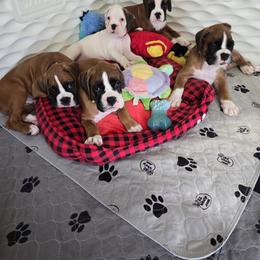 Boxer Puppies from Elevated Boxers