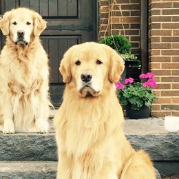 Golden Retrievers from Firefly Cottage Golden Retrievers
