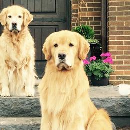 Golden Retrievers from Firefly Cottage Golden Retrievers