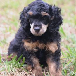 Phantom Boy 1 - Phantom male Poodle puppy in Jacksonville, Florida from Lolo’s Aussiedoodle