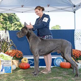 Lincoln - Great Dane