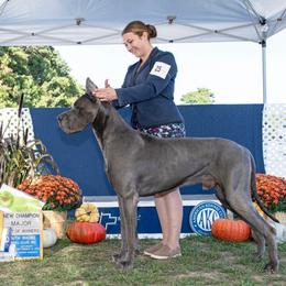 Lincoln - Great Dane