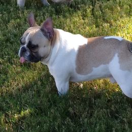 Petie - French Bulldog