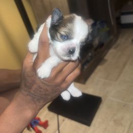Sandy - Black gold and silver female Shih Tzu puppy in Memphis, Tennessee from Lady Class Kennel