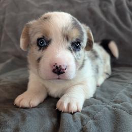 AKC Cardigan Boy 'Maverick - Blue merle and white male Cardigan Welsh Corgi puppy in Tombstone, Arizona from WeVolution Off-Grid