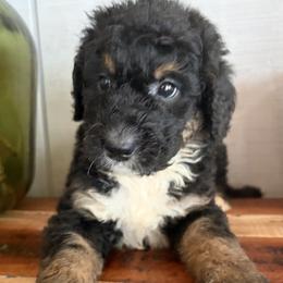 July - Phantom female Bernedoodle puppy in Rochester, Massachusetts from Harmony Hill Doodles