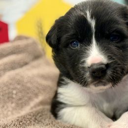 Border Collies from The Wood Farm