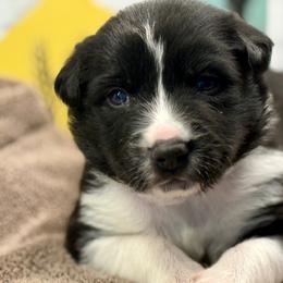 Border Collies from The Wood Farm