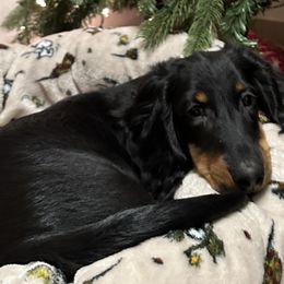 Dachshunds from Hatadox