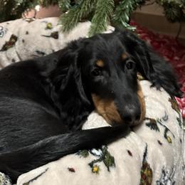 Dachshunds from Hatadox