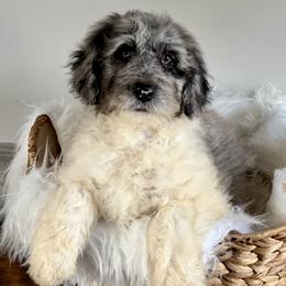 Teddy - Blue merle male Aussiedoodle puppy in Rochester, Massachusetts from Harmony Hill Doodles