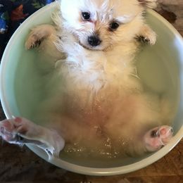 Pomeranian and Pomsky Puppies from Pine and Sea Pomskies
