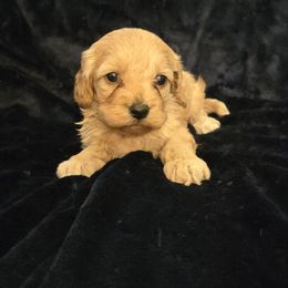 Clara - Red and white female Cockapoo puppy in Copan, Oklahoma from Tatums cavapoos