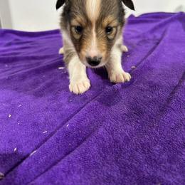 Lavender - White and sable female Shetland Sheepdog puppy in Fontanelle, Iowa from Jensen Farms Shelties