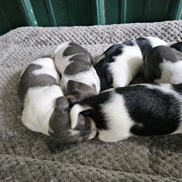 Dachshund puppies from Norman's Mini Doxies