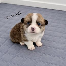 Dougal - Red male Pembroke Welsh Corgi puppy in Yulee, Florida from Pembroke Welsh Corgis at Belle Haven