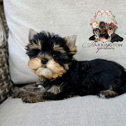 Basil - Black and gold male Yorkshire Terrier puppy in Bloomingdale, Georgia from Harrington Yorkies