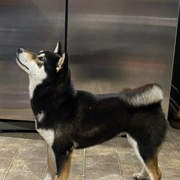 Zura - Shiba Inu