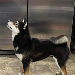 Zura - Shiba Inu