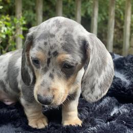 Dachshund Puppies from Doxie Dapples