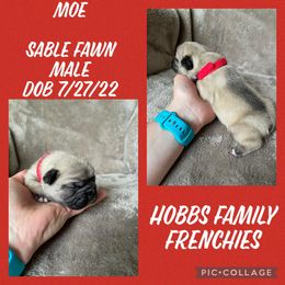 French Bulldog Puppies from Hobbs Family Frenchies