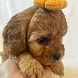 Gemini - Red female Cavapoo puppy in Adrian, Oregon from ApplebyFarm