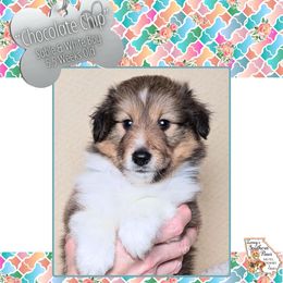 Boy 1 - Chocolate Chip - Sable and white male Shetland Sheepdog puppy in Elberton, Georgia from Ioney's Southern Paws Shelties, Frenchies, and Yorkies