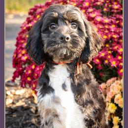 Charming - Merle male Cockapoo puppy in Connersville, Indiana from Deaz Doodle Ranch