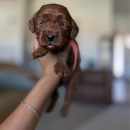 Breton - Red male Cavapoo puppy in Queen Creek, Arizona from Sunny Doodles