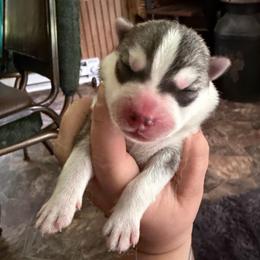 Boy 4 - Gray and white male Siberian Husky puppy in Amery, Wisconsin from Sovereign Siberians