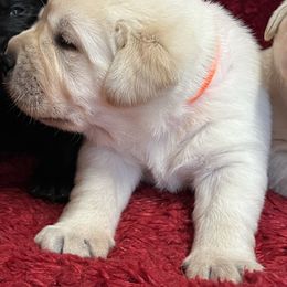 Yellow Male - Yellow male Labrador Retriever puppy in Beaverdam, Virginia from Gold Heart Labradors