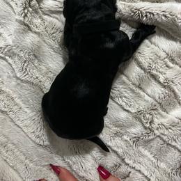 Black collar - Black male Giant Schnauzer puppy in Atoka, Oklahoma from Hannah's Haus & Farm