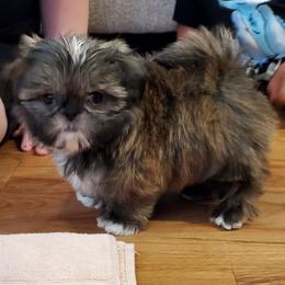 Shih Tzu Puppies from Pams precious shih tzus