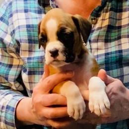Black - Fawn female Boxer puppy in Butler, Pennsylvania from Schaible's Boxer Huddle