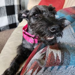 Dea - Miniature Schnauzer