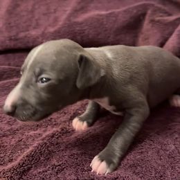 Matteo - Blue male Italian Greyhound puppy in Plains, Georgia from Amayz Italian Greyhounds