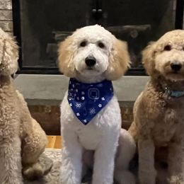 Goldendoodles from Gracie Doodles CT