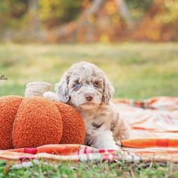 Aussiedoodle Puppies from Dani's Dandy Doodles