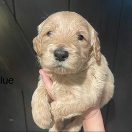 Blue - Cream male Goldendoodle puppy in Medina, Ohio from Farmer Doodles