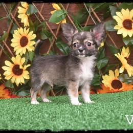 Voss - Black sabled fawn male Chihuahua puppy in Demorest, Georgia from Sourpatch Chihuahuas