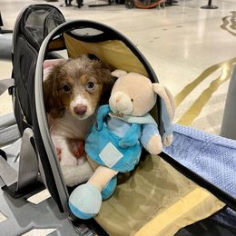 Dachshund Puppies from Tropic Dachshunds