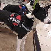 Canaan Dogs from Ascend K9