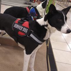 Canaan Dogs from Ascend K9