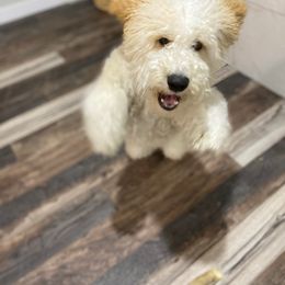 Bernedoodle, Goldendoodle, and Aussiedoodle All Grown Up from Arizona Goldendoodles