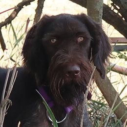 Luther - German Wirehaired Pointer