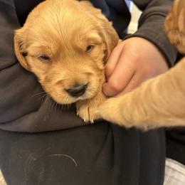 Girl 2 - Golden female Golden Retriever puppy in Shingle Springs, California from Sun Ridge Goldens