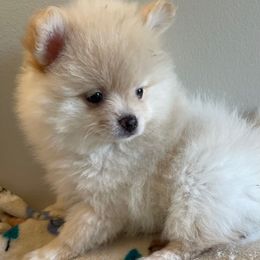 Lil Larry AKC - Cream male Pomeranian puppy in Parker, Colorado from Nikki’s lil Pomeranians